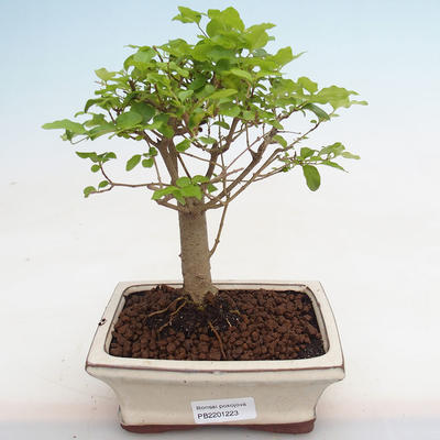 Izbová bonsai -Ligustrum chinensis - Vtáčí zob PB2201223 - 1