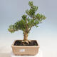 Izbová bonsai - Buxus harlandii - korkový buxus - 1/7