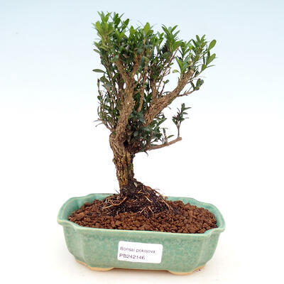 Servis bonsai - Buxus harlandii -korkový buxus - 1