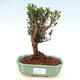 Servis bonsai - Buxus harlandii -korkový buxus - 1/4