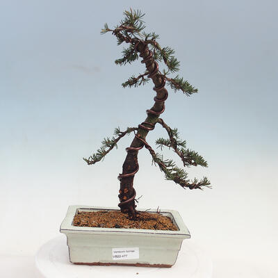 Vonkajšie bonsai - Cedrus Bozkavanie brevifolia - Céder zelený - 1