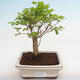Izbová bonsai -Ligustrum chinensis - Vtáčí zob PB2201223 - 1/3