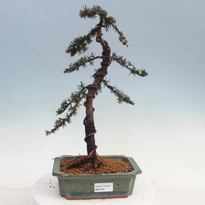 Vonkajšie bonsai - Cedrus Bozkavanie brevifolia - Céder zelený - 1