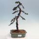 Vonkajšie bonsai - Cedrus Bozkavanie brevifolia - Céder zelený - 1/5