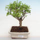 Izbová bonsai -Ligustrum chinensis - Vtáčí zob PB2201225 - 1/3