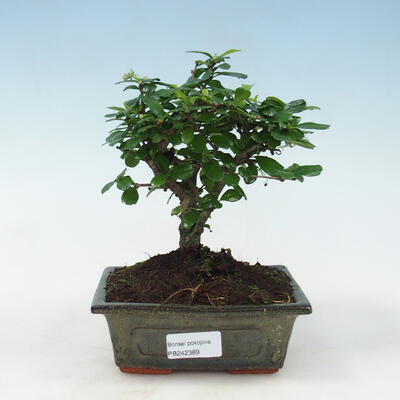 Servis bonsai - Carmona macrophylla - Čaj fuki - 1