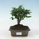 Servis bonsai - Carmona macrophylla - Čaj fuki - 1/5