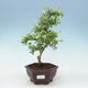 Izbová bonsai - Durant erecta aurea - 1/2