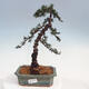Vonkajšie bonsai - Cedrus Bozkavanie brevifolia - Céder zelený - 1/5
