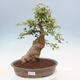 Vonkajšie bonsai - Javor Buergerianum - Javor Burgerův - 1/5