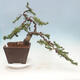Vonkajší bonsai - Pinus mugo - Borovica kľač - 1/5