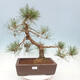 Vonkajší bonsai - Pinus sylvestris Watereri - Borovica lesná - 1/4