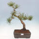 Vonkajší bonsai - Pinus sylvestris Watereri - Borovica lesná - 1/5