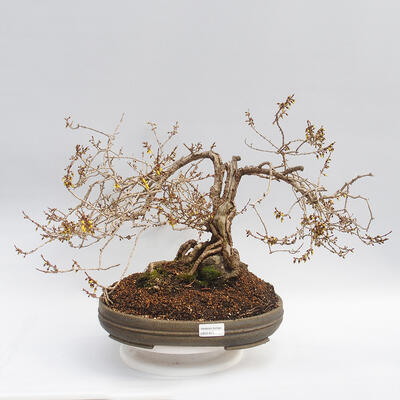 Vonkajší bonsai - Zlatice - Forsythia intermedia maluch - 1