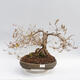 Vonkajší bonsai - Zlatice - Forsythia intermedia maluch - 1/5