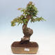 Vonkajšie bonsai - Javor Buergerianum - Javor Burgerův - 1/4