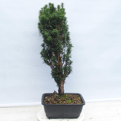 Vonkajší bonsai - Taxus cuspidata - Tis japonský - 1