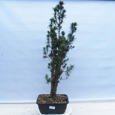 Vonkajší bonsai - Taxus cuspidata - Tis japonský - 1