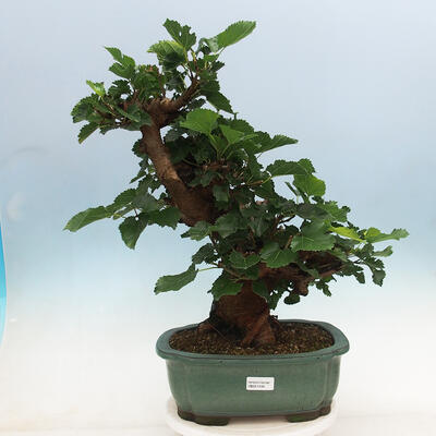 Vonkajšie bonsai -Morus albumy - moruše - 1