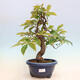 Vonkajšie bonsai - Pseudocydonia sinensis - Kdoloň čínska - 1/6