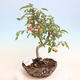 Vonkajší bonsai -Malus halliana - Maloplodé jabloň - 1/7