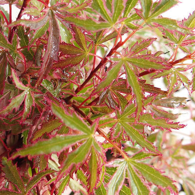 Vonkajší bonsai -Javor dlaňovitolistý Acer palmatum Butterfly VB2020-697 - 1