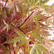 Vonkajší bonsai -Javor dlaňovitolistý Acer palmatum Butterfly VB2020-697 - 1/3