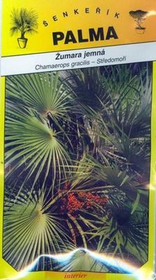 Zumar jemná - Chamaerops gracilis