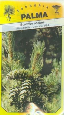 Borovica ohybná - Pinus flexilis