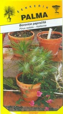 Borovica lúčová - Pinus radiata