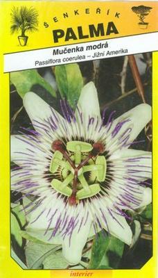 Mučenka modrá -Passiflora coerulea