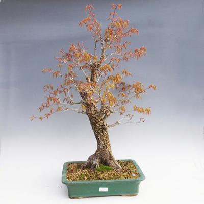 Vonkajšie bonsai -Javor korkový VB40426 - 1