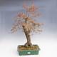 Vonkajšie bonsai -Javor korkový VB40426 - 1/3