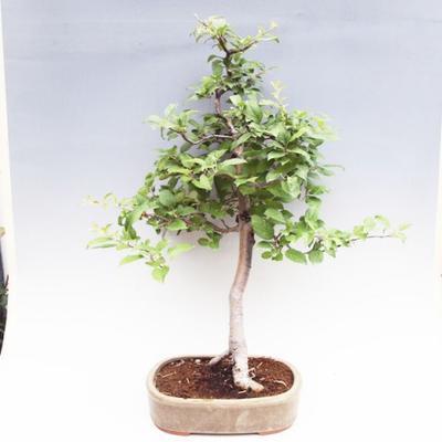 Vonkajšie bonsai -Maloplodá jabloň VB50100 - 1