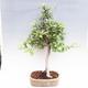 Vonkajšie bonsai -Maloplodá jabloň VB50100 - 1/3
