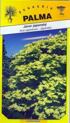 Javor japonský - Acer japonicum