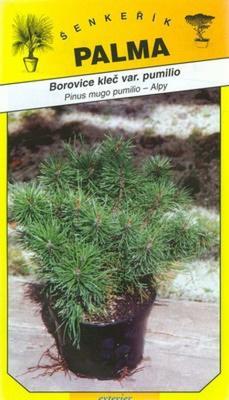 Borovica klečvar. pumilio -Pinus mugo pumiilio