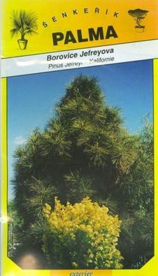 Borovica Jefreyova - Pinus Jefreyi