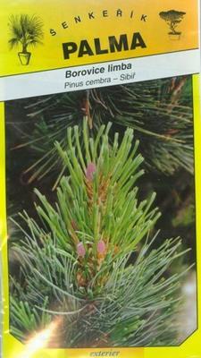 Borovica limba - Pinus cembra