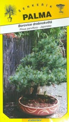 Borovica drobnokvetá - Pinus parviflora