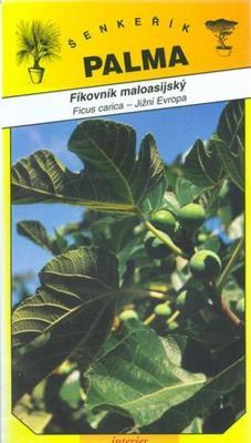 Figovník maloázijskom - Ficus carica