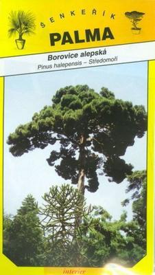 Borovica alepská - Pinus halepensis