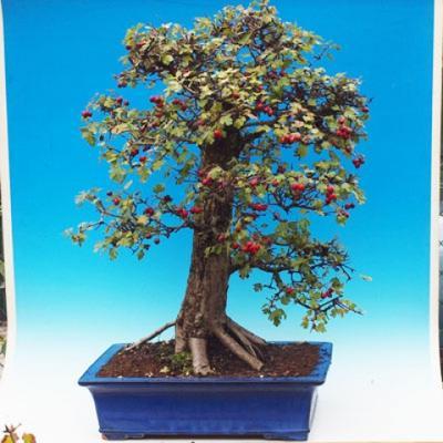 Vonkajšie bonsai - hloh VB30215 - 1