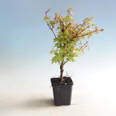 Vonkajšia bonsai-Acer palmatum Koto Maru - 1