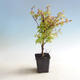 Vonkajšia bonsai-Acer palmatum Koto Maru - 1/4