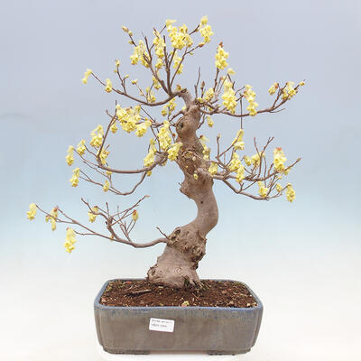 Vonkajší bonsai - Lieskovec - Corylopsis Spicata - 1
