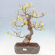 Vonkajší bonsai - Lieskovec - Corylopsis Spicata - 1/7