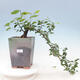 Izbová bonsai - Grewia occidentalis - Hviezdica levanduľová - 1/7