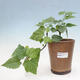 Izbová bonsai - Abutilon Big Bell - Mračniak poříční - 1/3