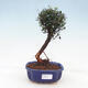 Izbová bonsai - Syzygium - pimentovníka - 1/3